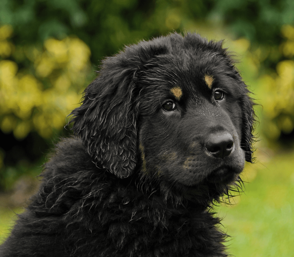 Black large newfoundland dog