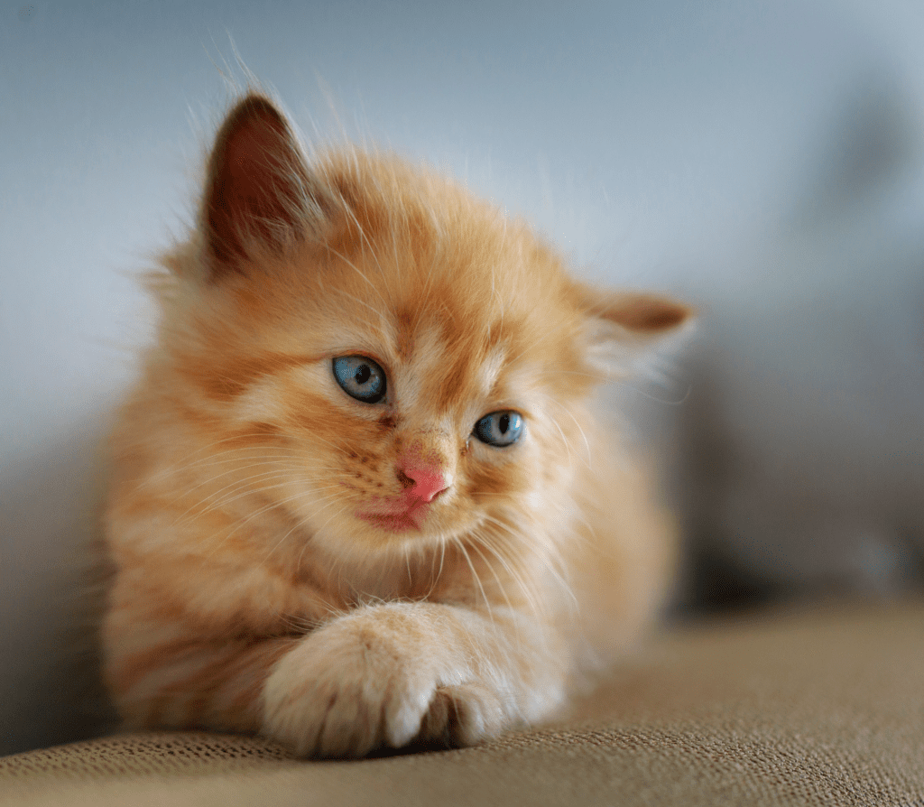 Ginger kitten with blue eyes