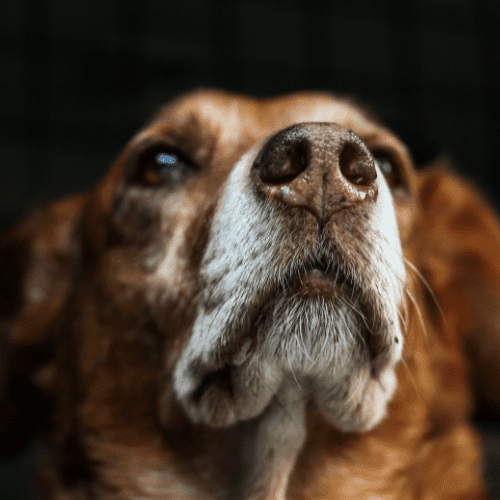Close-up image of an old brown dog