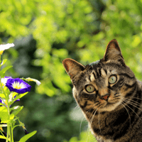 Striped gray cat with ears up beside a purple flower