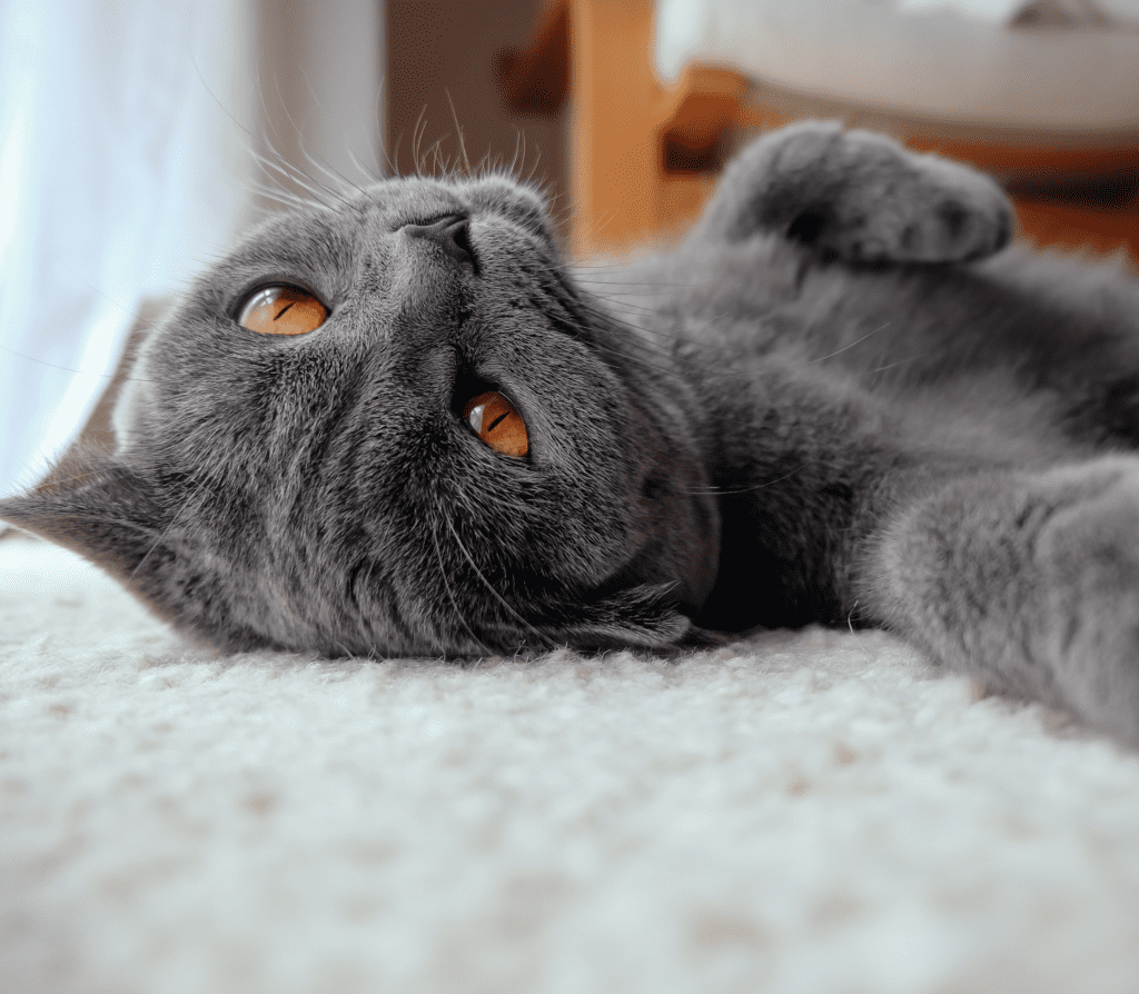 Dark gray cat laying on a soft bed on its back and arms stretched
