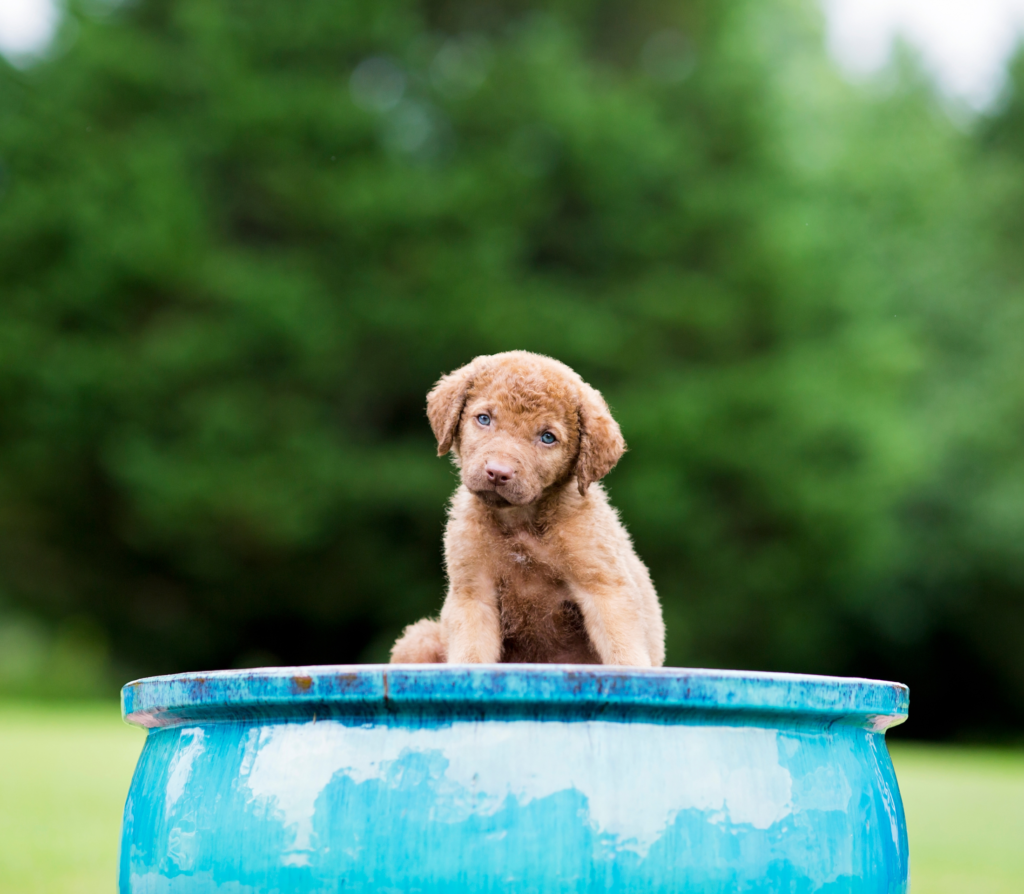 Brown puppy on top of a blue water tank