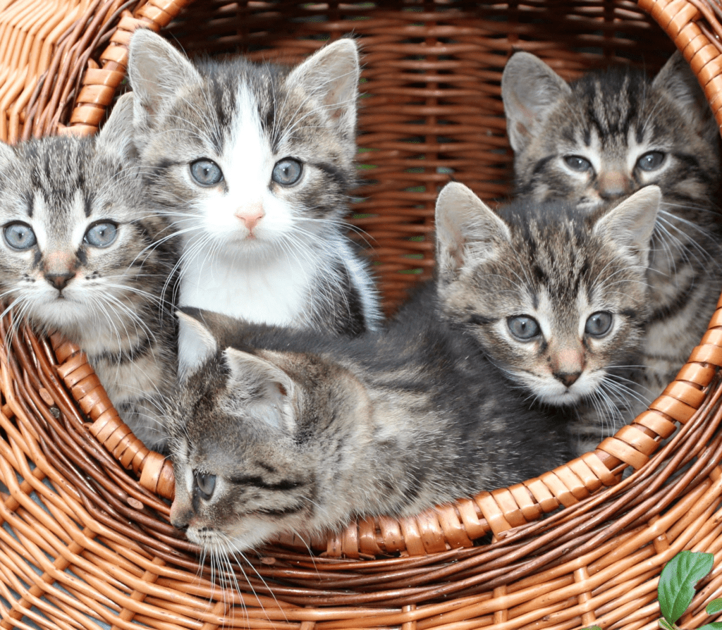 Five gray kitties inside a wooden brown basket