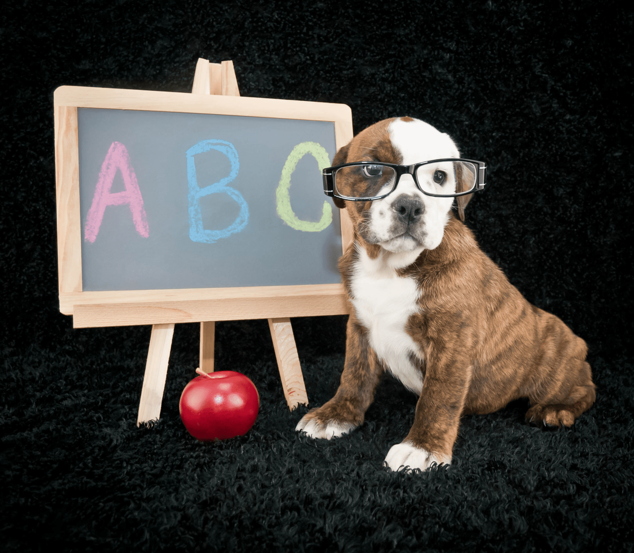 White terrier dog with eyeglasses, book and apple