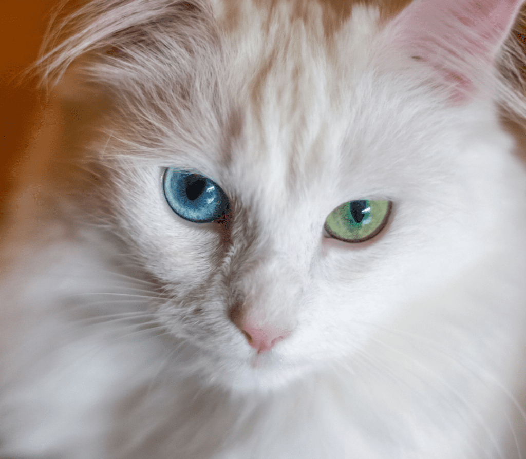 Cat with blue and green eyes