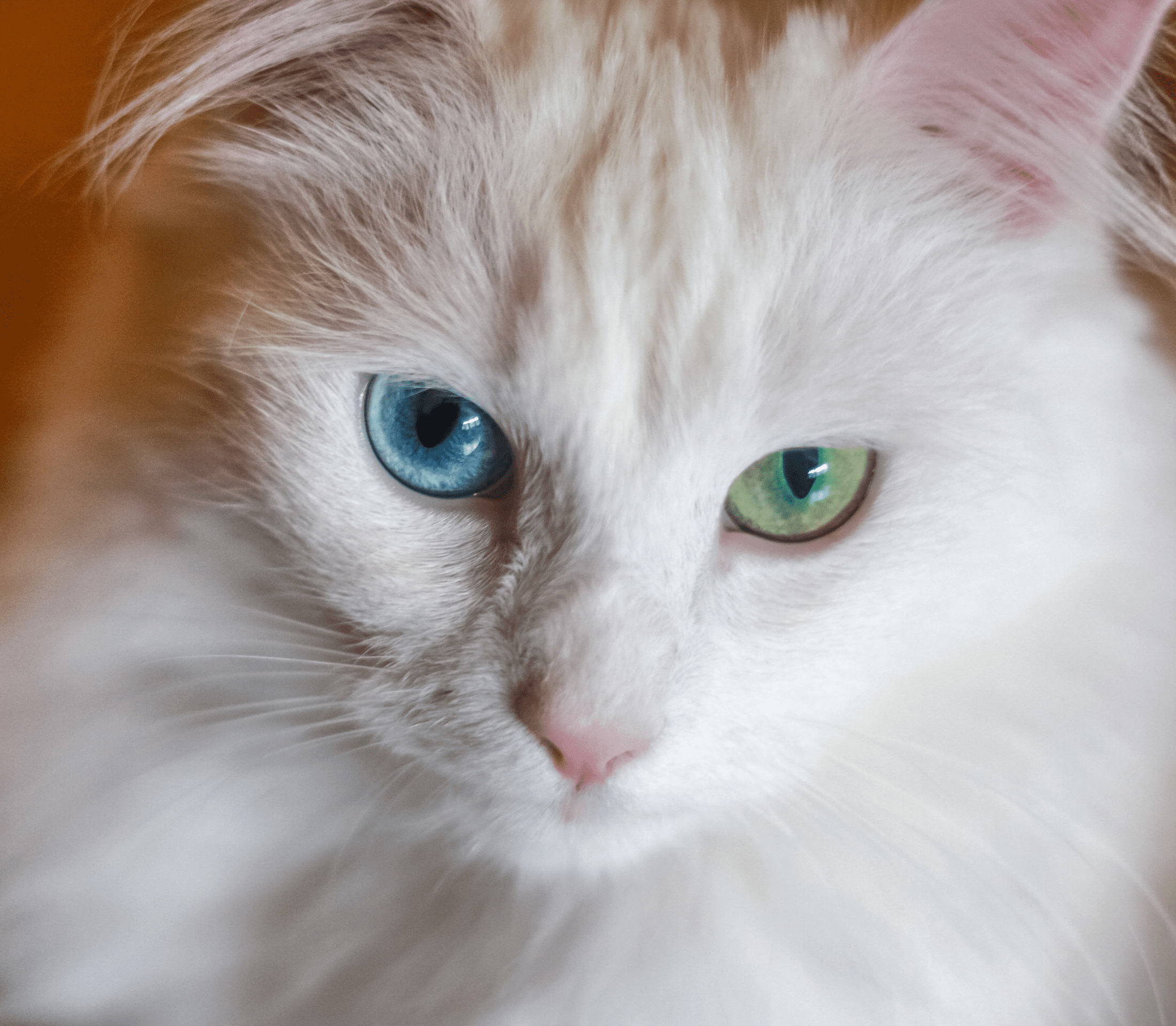 Kitty Eye Problems Tips For Cat Owners 2024 