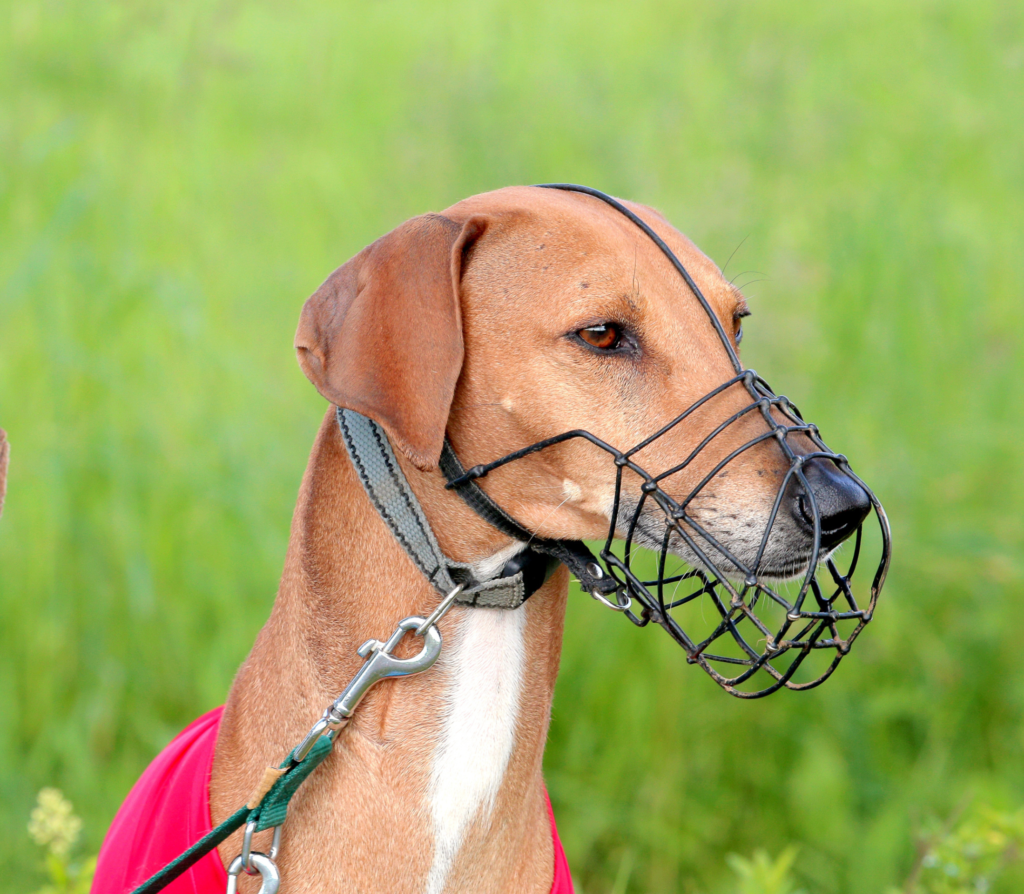 Brown sighthound with muzzle