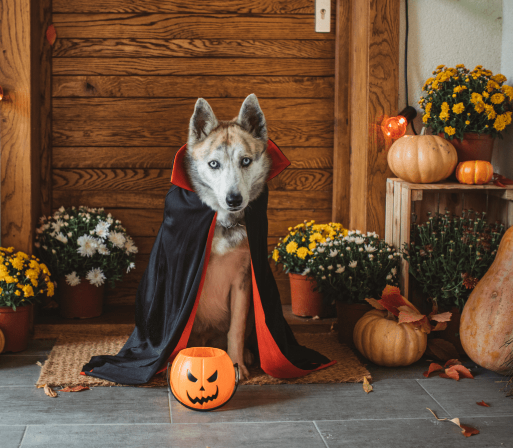 Brownish Husky wearing a vampire coat beside some pumpkins