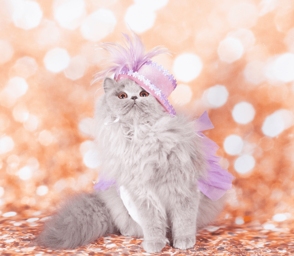 Grayish cat wearing a purple dress-up