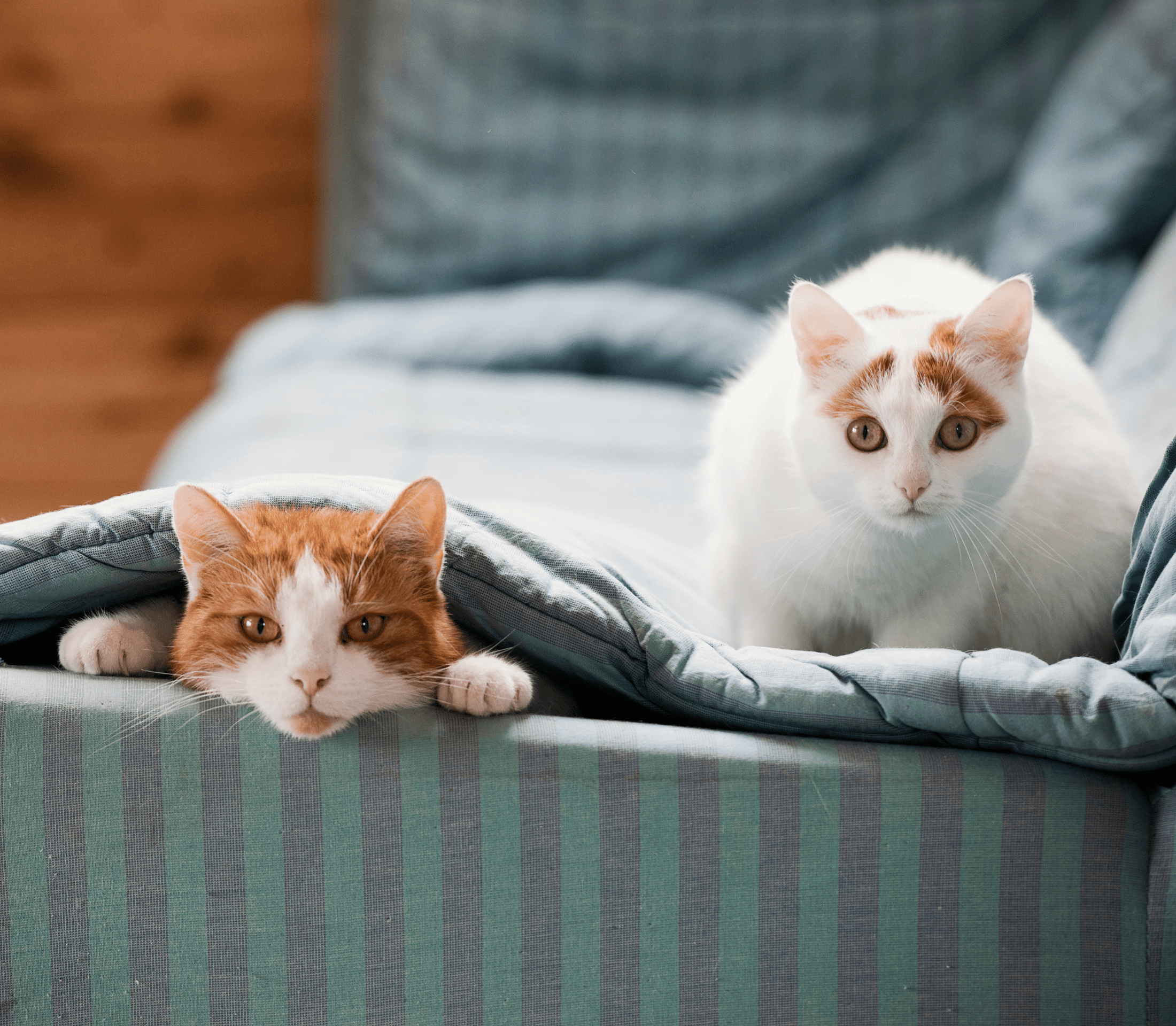 Two cats on a gray couch