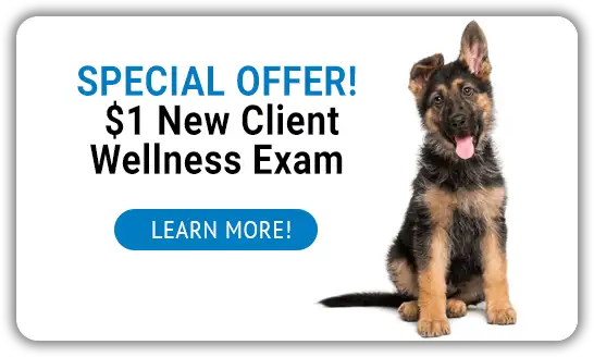  $1 New Client Wellness Exam