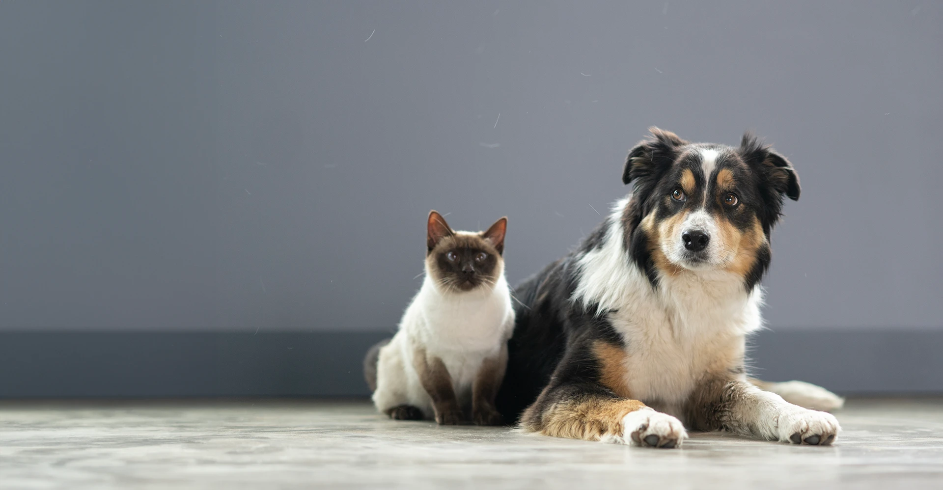 Dog and cat