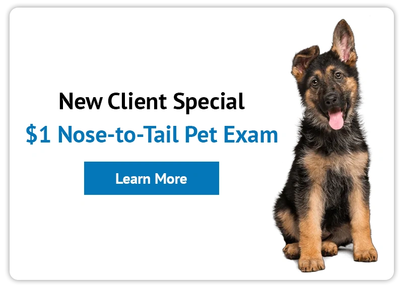  $1 New Client Exam